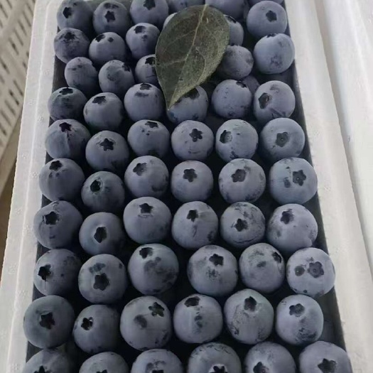 蓝莓 蓝莓价格 蓝莓产地