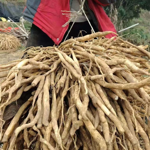 长沙大力雄膨果素党参根茎膨大柴胡当归丹参白芷白术竹节参增产叶面肥
