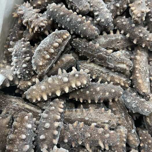 霞浦县鲜食，半干，拉干盐海参加工厂