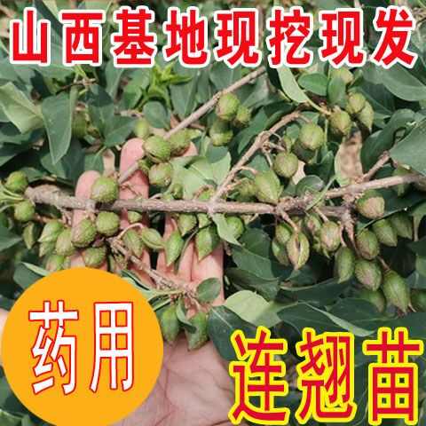 青巖苗木經(jīng)銷(xiāo)部