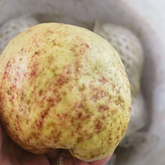 少核红宝石芭乐你的专属果冬天的味道特别浓郁