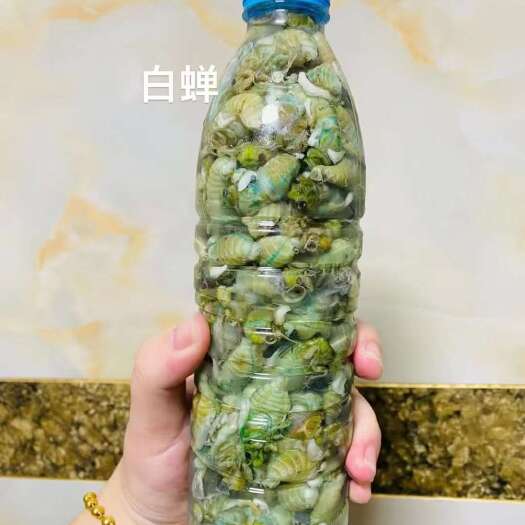 商洛秦岭深山杜仲蝉。