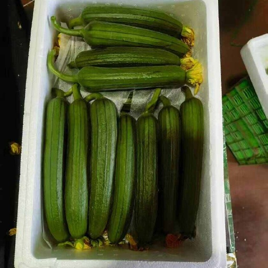 寿光市水果黄瓜