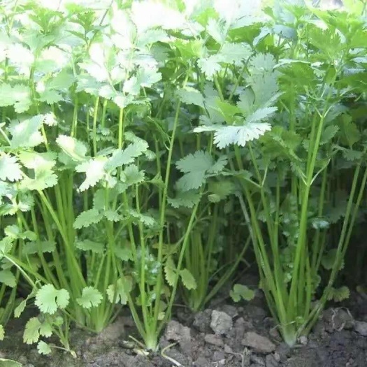 来自宁波慈溪优质农场的天然选择 叶菜类精品 现货供应