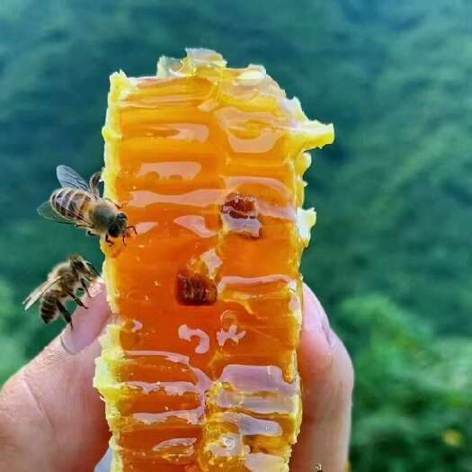 衡东县土蜂蜜