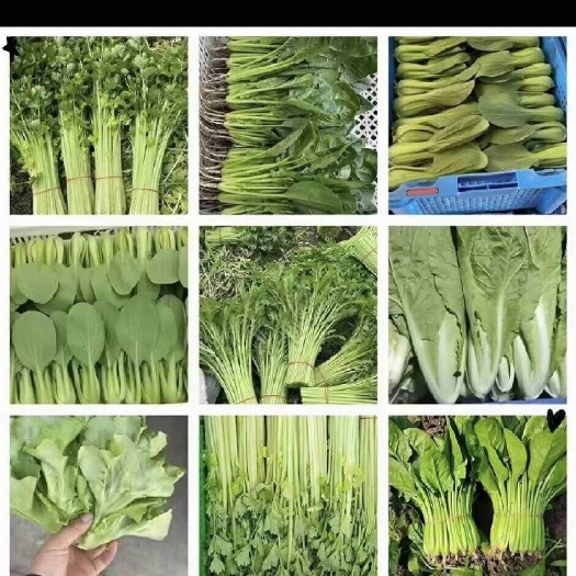 南通菠菜产地一手货源货源充足，精品叶菜   欢迎各位采购老板下单