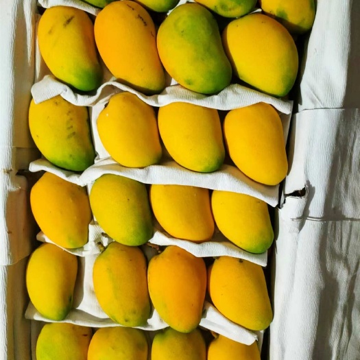 台农芒新鲜芒果 广西台农 淡香醇甜 品质保证