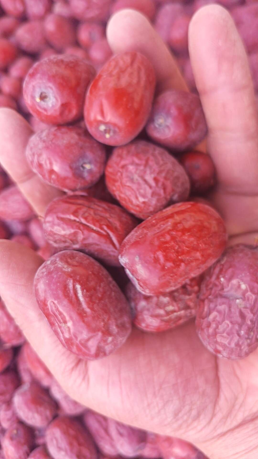 塔里木河畔