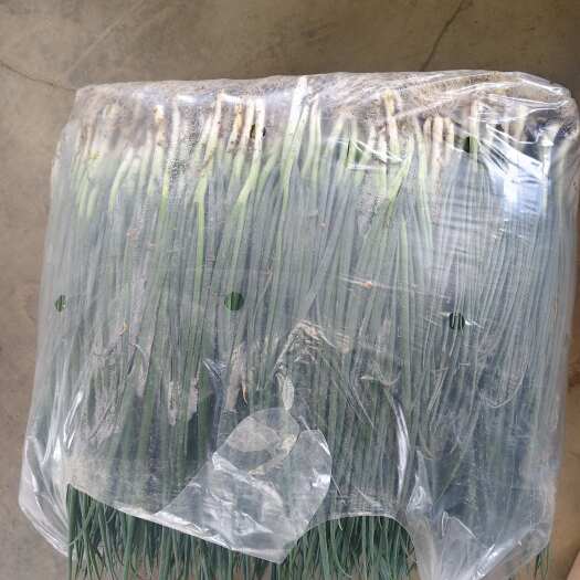 攀枝花攀枝花香葱