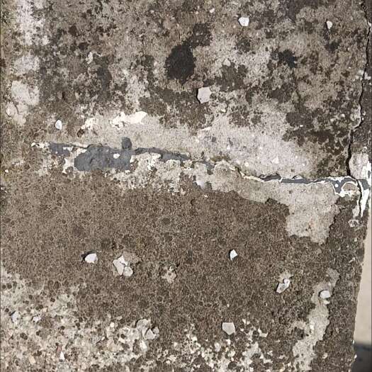 温县生地种了