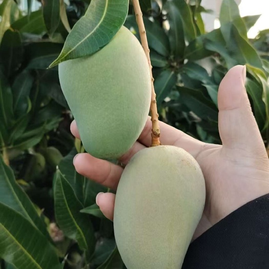 海南陵水新鲜台农芒现摘直发 当日发货保新鲜
