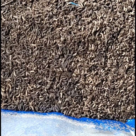 海口大量鲜货黑水虻，价格合适