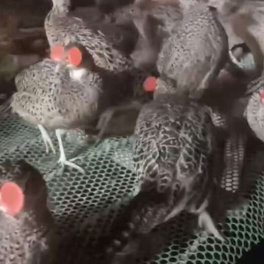 灵山县广西七彩山鸡脱温苗