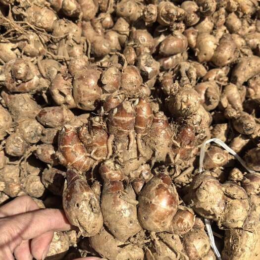 遂溪县沙姜新鲜批发 广东湛江遂溪特色种植农产品直供