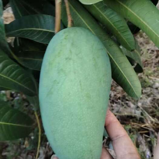 海南青芒，个大味美，按需分练