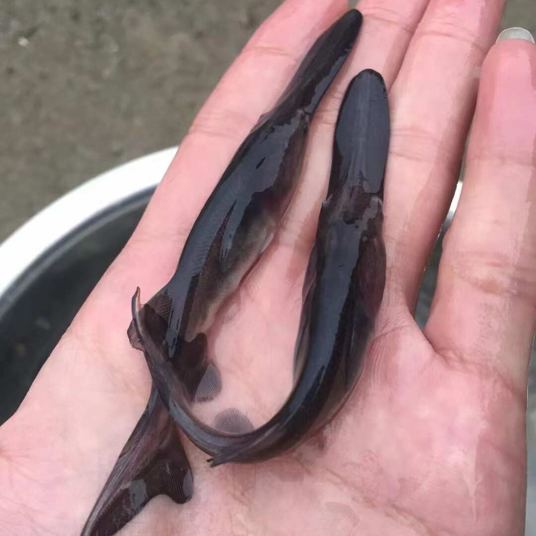 榮利水產(chǎn)魚苗養(yǎng)殖基地