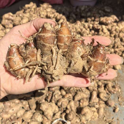 遂溪县沙姜批发