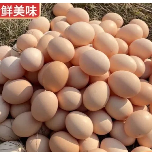 绵阳专业养殖鸡蛋，土鸡蛋