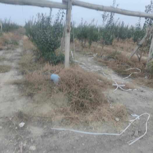 西梅中的天花板，正品爱琳娜西梅树苗专卖