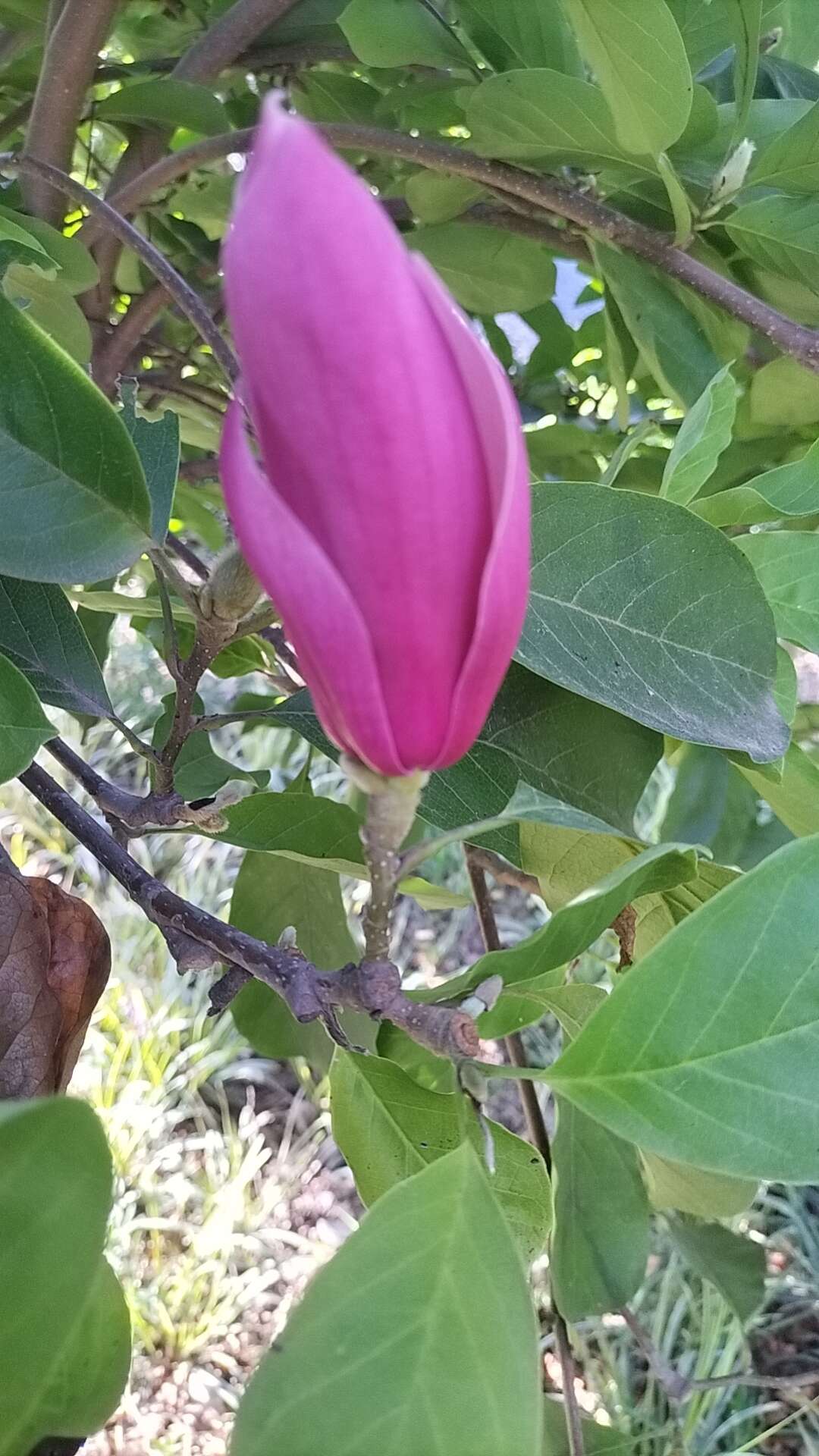 鑫鑫園林