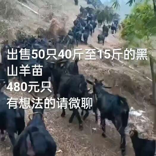 肇庆群羊200只