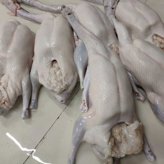 佛山广东清远黑棕鹅新鲜棚鹅港式茶餐厅烧腊店酒店专用原材料