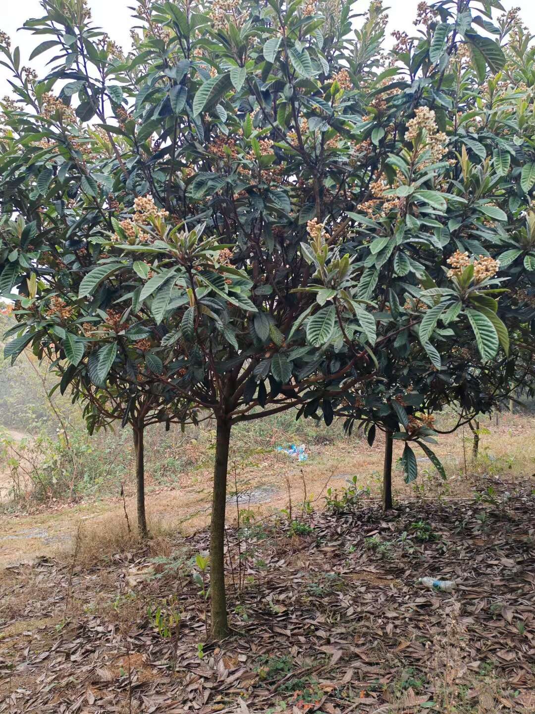咸宁区直供新鲜大五星枇杷树苗健壮果树苗木发货快品质好果树苗