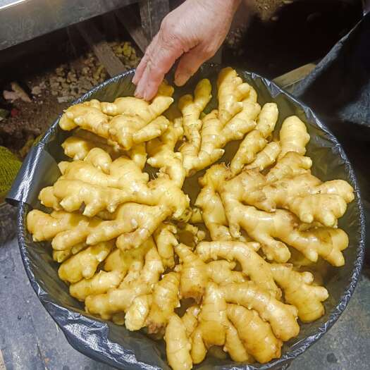 安丘市山东优质沂蒙小黄姜，品质好，产地直发，大量有货，欢迎采购。