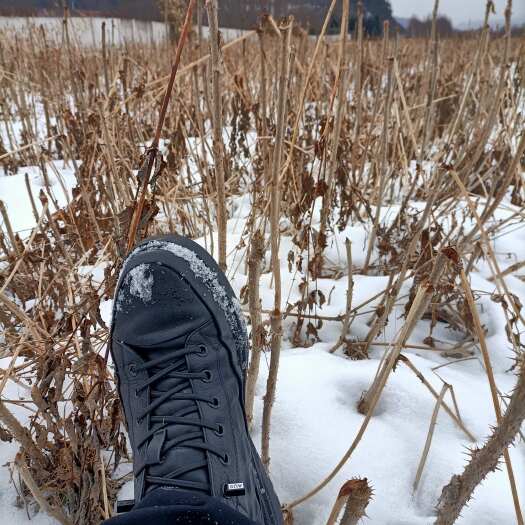 桓仁县刺嫩芽苗、刺龙牙苗刺老芽苗乌龙头苗