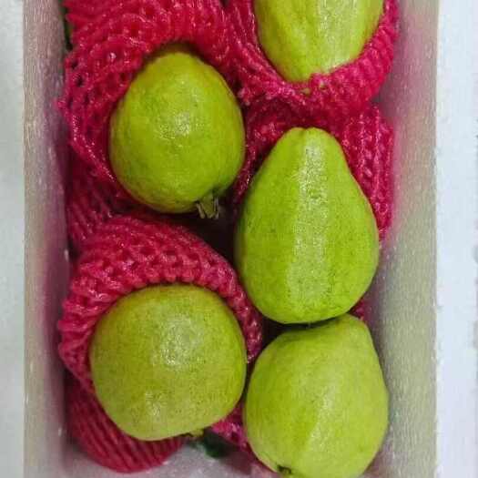 漳州新鲜西瓜红芭乐， 脆甜软糯