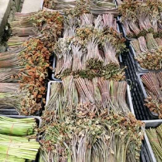 宜宾厥菜已经大量上市想吃票子的老板抓紧联系