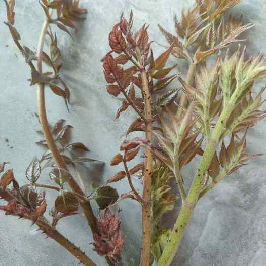 刺老芽大量上市想吃票子的老板抓紧联系