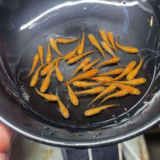 闽侯县红帝 观背青鳉 青鳉鱼