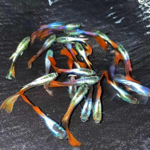 观背孔雀鱼 鎏金蝴蝶 孔雀鱼 活体批发零售