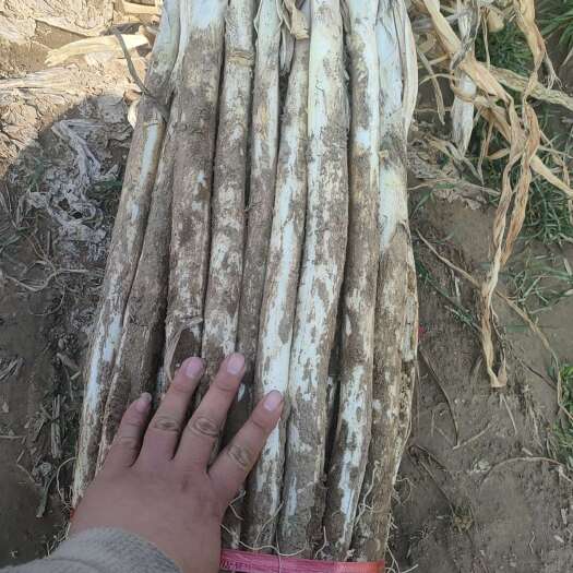 菏泽菏泽大葱