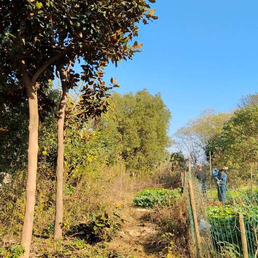 盱眙县现货出售：山林散养土鸡，纯粮食喂养