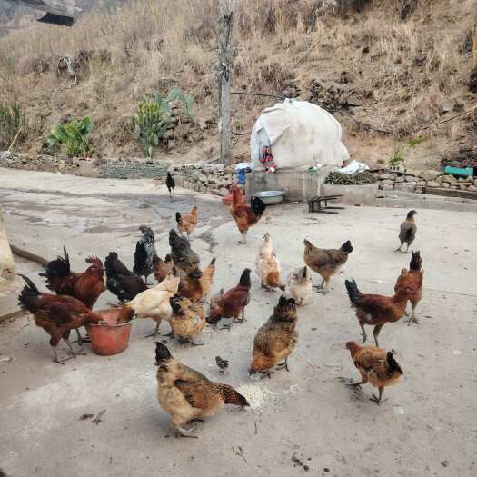 西昌市四川西昌新鲜土鸡整只发货凉山特色食材健康养殖禽畜肉蛋类产品