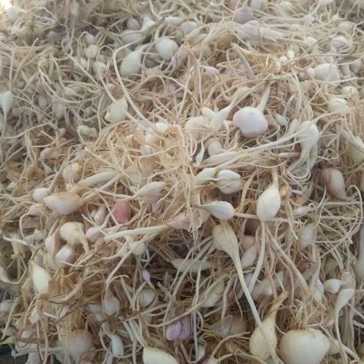 瓦房店市东北野生小根蒜，大脑瓜，小头蒜