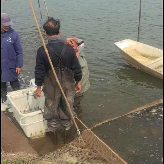 鱼苗