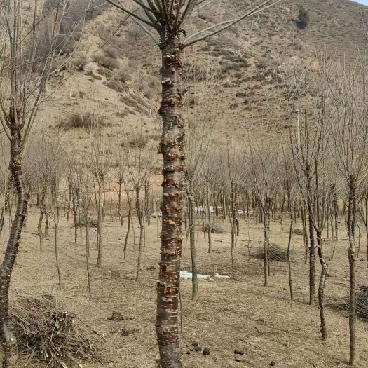 互助县出售各种规格暴马丁香，山杏，青海云杉，祁连圆柏。