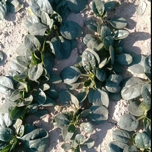 南通趴地小菠菜  手工干净没有黄叶  大中小颗都有货
