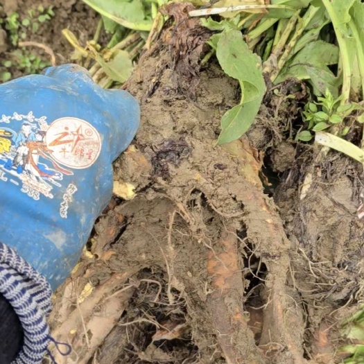 金沙县一年以上食叶草苗 食叶草根