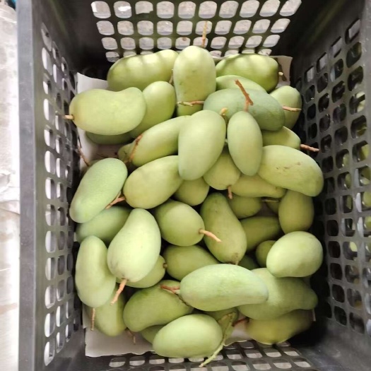陵水县海南金煌芒，味美价廉，电商货
