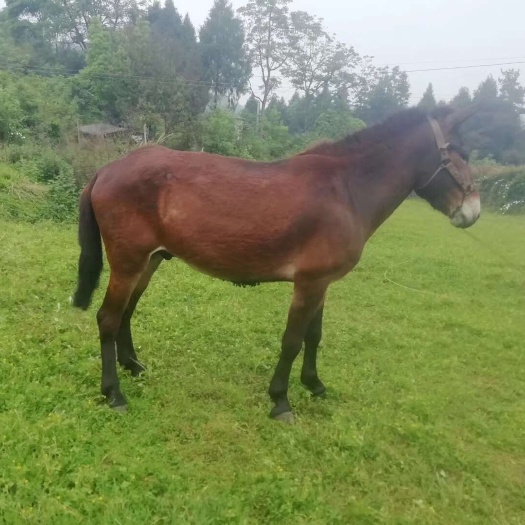 吉首市工程骡马出售