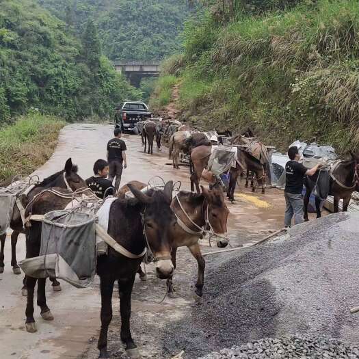 吉首市大小工程骡出售，
