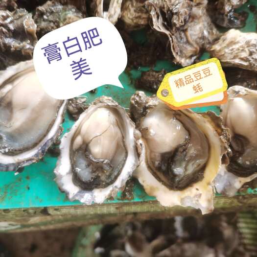 饶平县新鲜生蚝产地直发广东潮州饶平县现捞现发海鲜批发