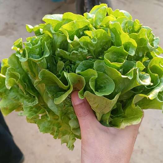 昆明生菜