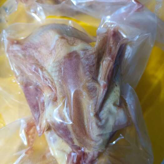 莘县是大量乳鸽，老鸽子。