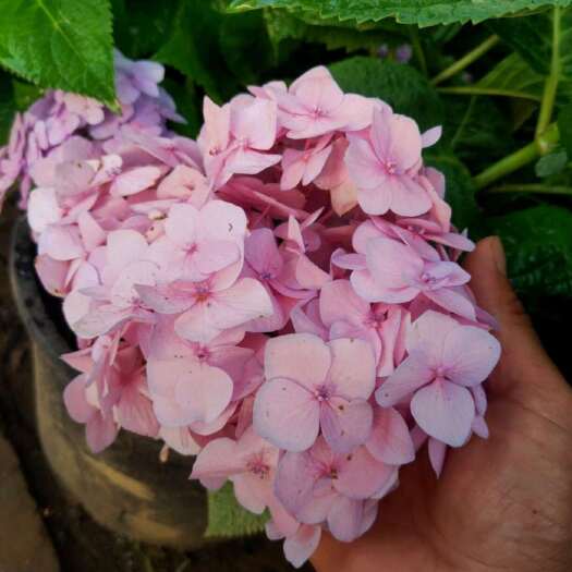 沭阳县基地大量出售八仙花
