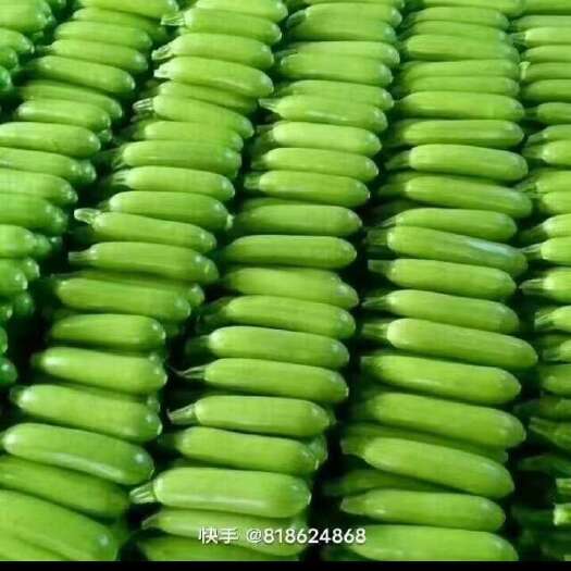 聊城油绿西葫芦